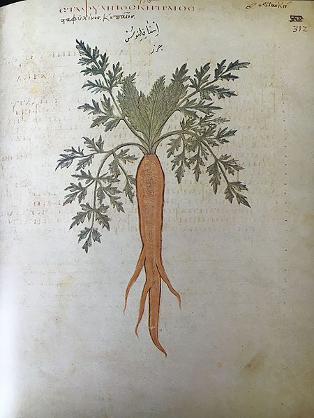 Drawing of a carrot plant from the 6th century AD